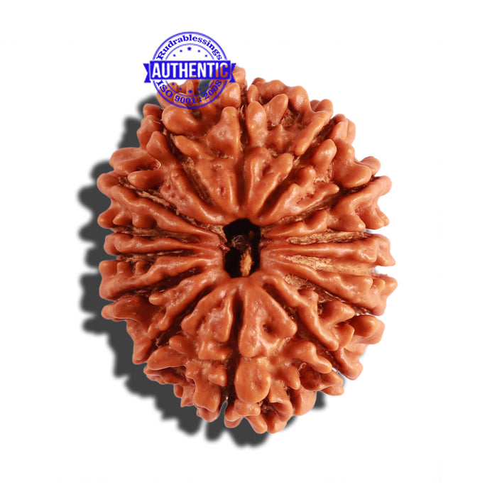 14 Mukhi Nepalese Rudraksha - Bead No. 251