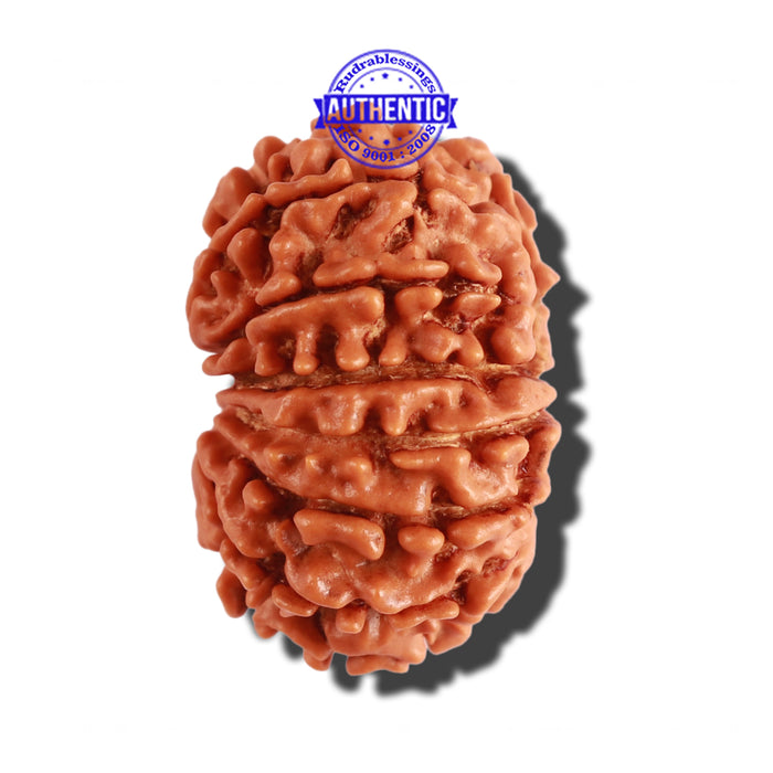 14 Mukhi Nepalese Rudraksha - Bead No. 251