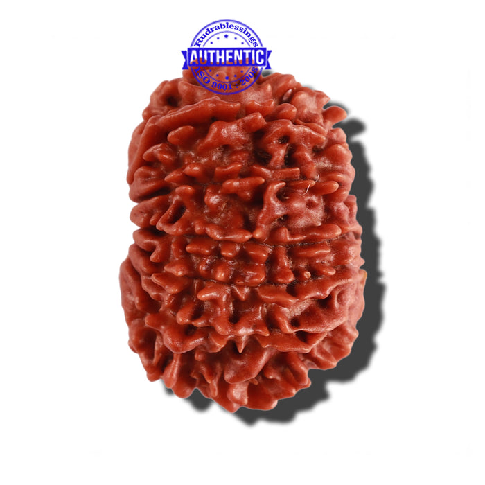 14 Mukhi Nepalese Rudraksha - Bead No. 252