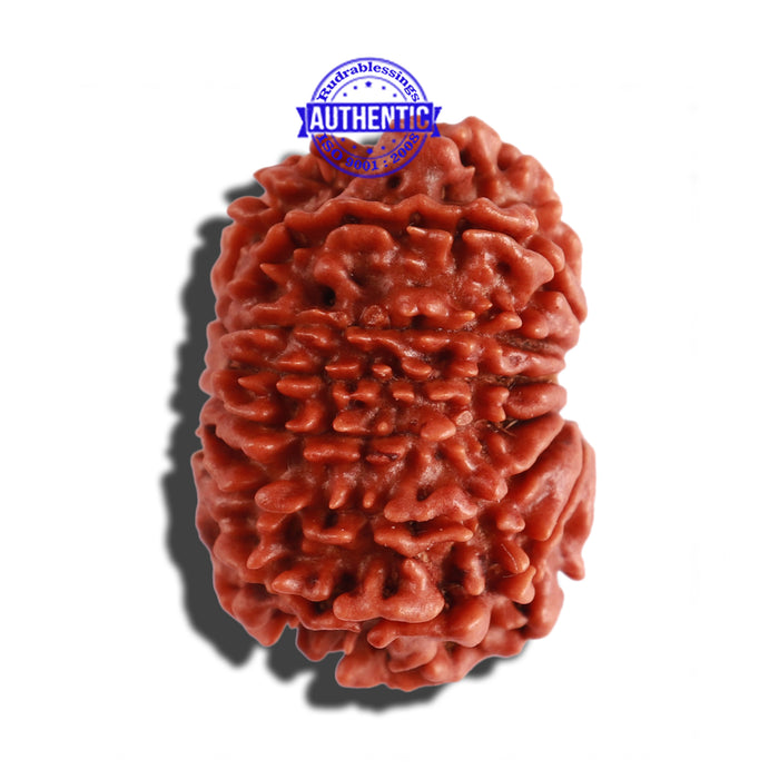 14 Mukhi Nepalese Rudraksha - Bead No. 252