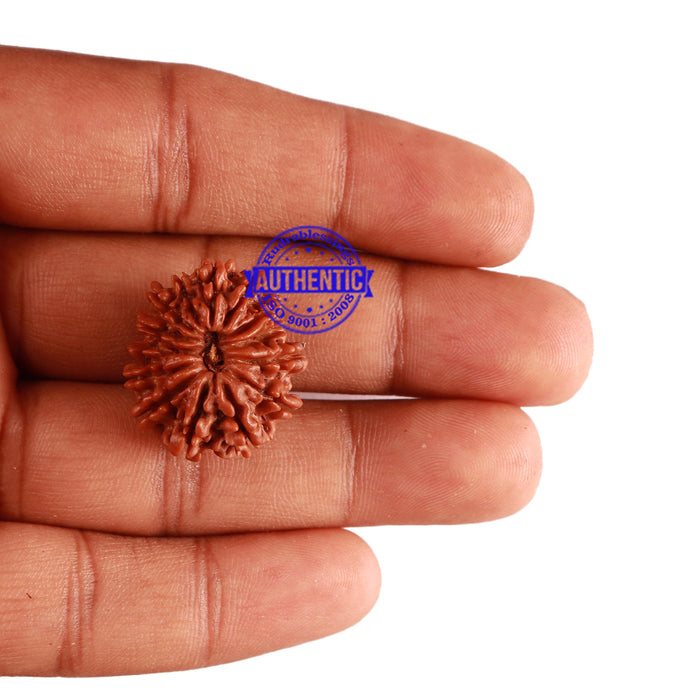 14 Mukhi Nepalese Rudraksha - Bead No. 253