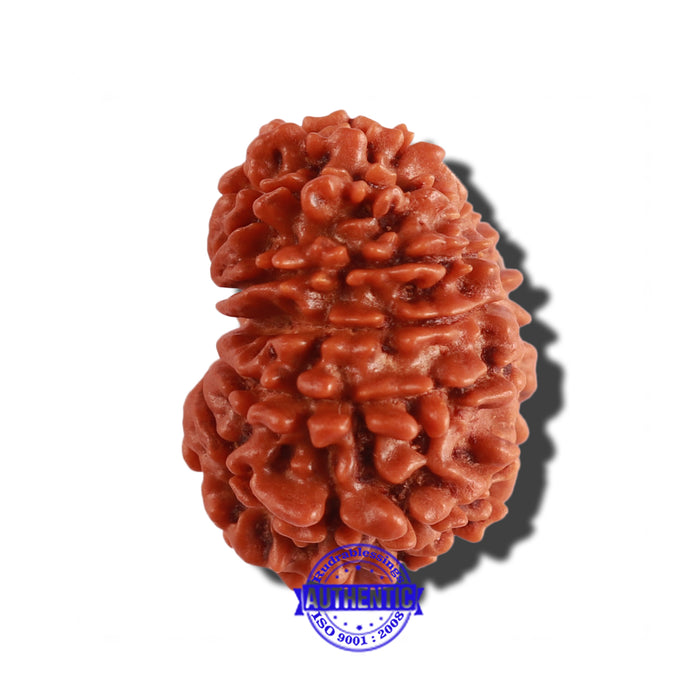 14 Mukhi Nepalese Rudraksha - Bead No. 253