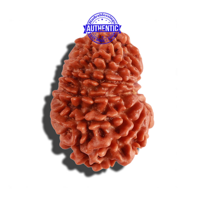 14 Mukhi Nepalese Rudraksha - Bead No. 253