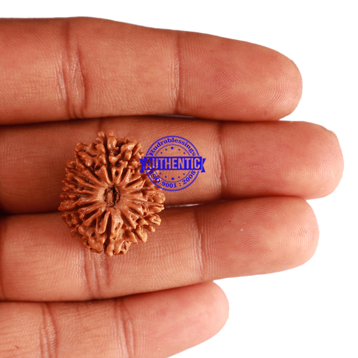14 Mukhi Nepalese Rudraksha - Bead No. 254