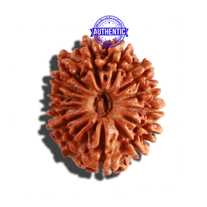14 Mukhi Nepalese Rudraksha - Bead No. 254