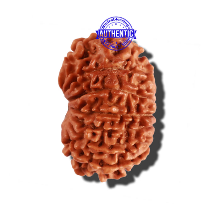 14 Mukhi Nepalese Rudraksha - Bead No. 254