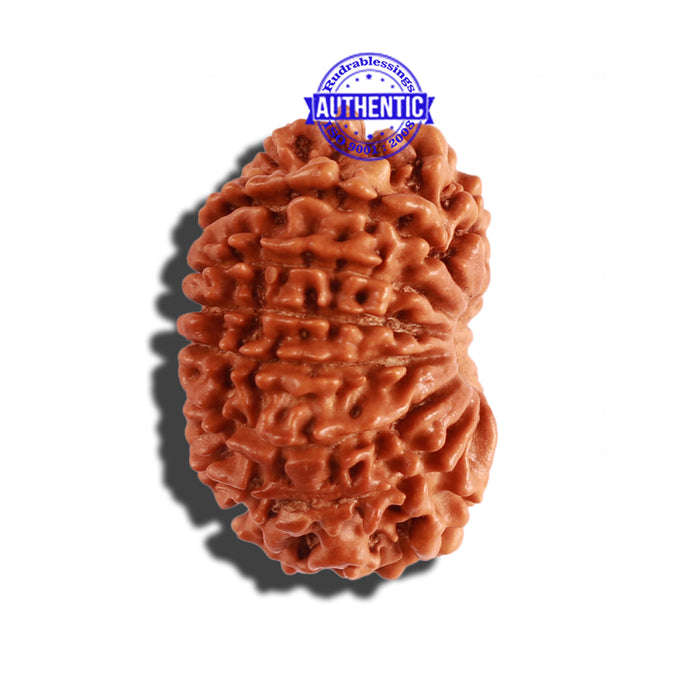 14 Mukhi Nepalese Rudraksha - Bead No. 254