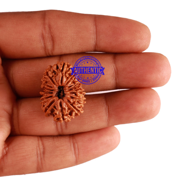 14 Mukhi Nepalese Rudraksha - Bead No. 255