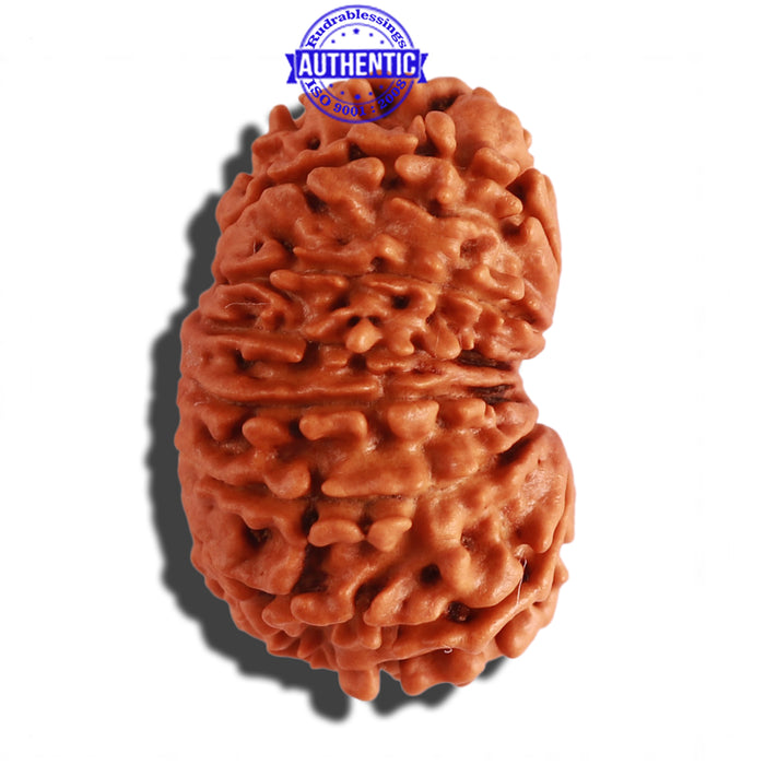 14 Mukhi Nepalese Rudraksha - Bead No. 255