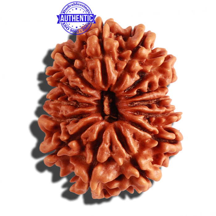 14 Mukhi Nepalese Rudraksha - Bead No. 256