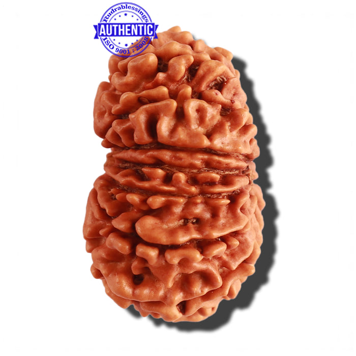 14 Mukhi Nepalese Rudraksha - Bead No. 256