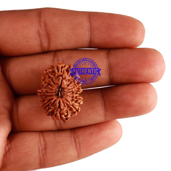 14 Mukhi Nepalese Rudraksha - Bead No. 257