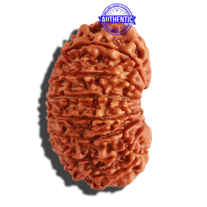 14 Mukhi Nepalese Rudraksha - Bead No. 257