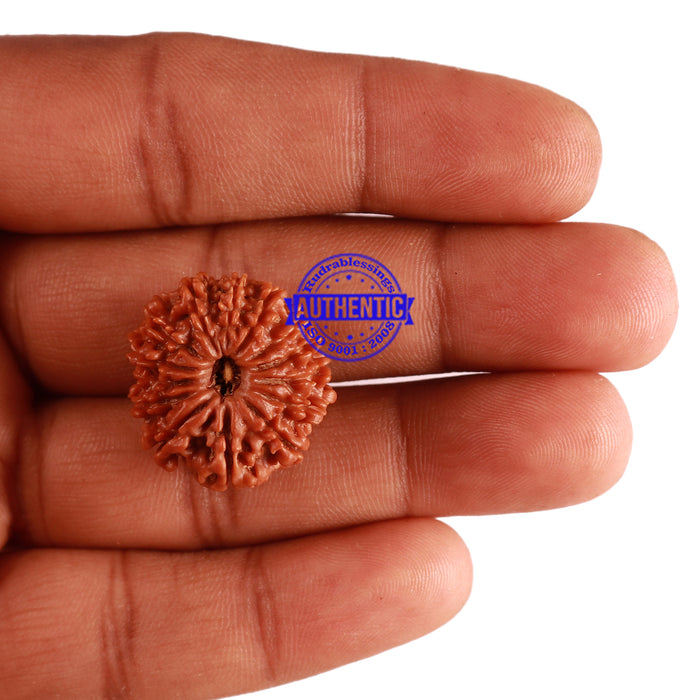 14 Mukhi Nepalese Rudraksha - Bead No. 258