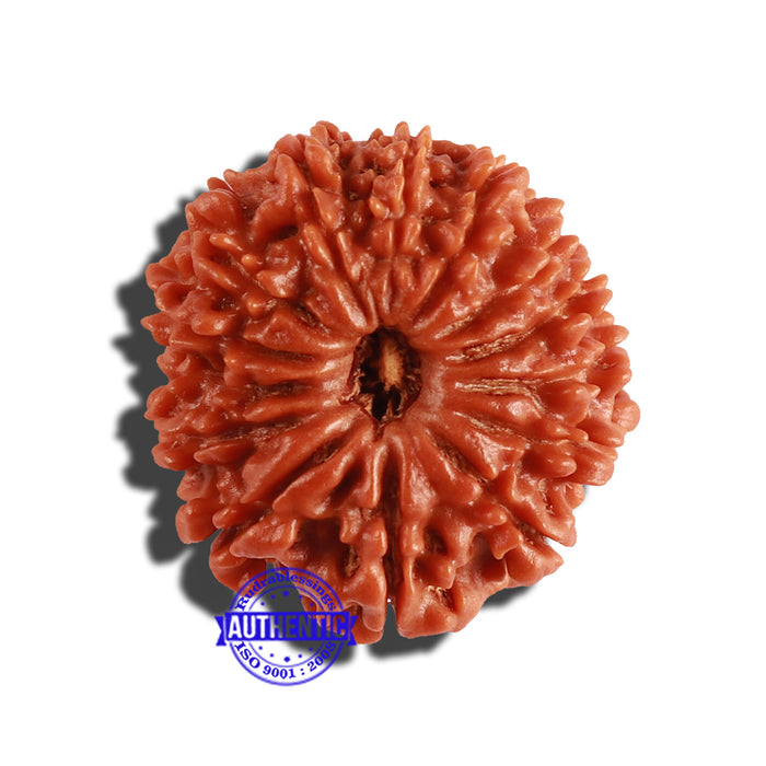 14 Mukhi Nepalese Rudraksha - Bead No. 258