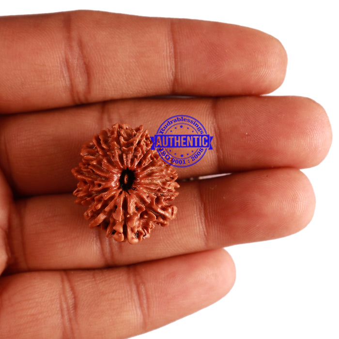 14 Mukhi Nepalese Rudraksha - Bead No. 259