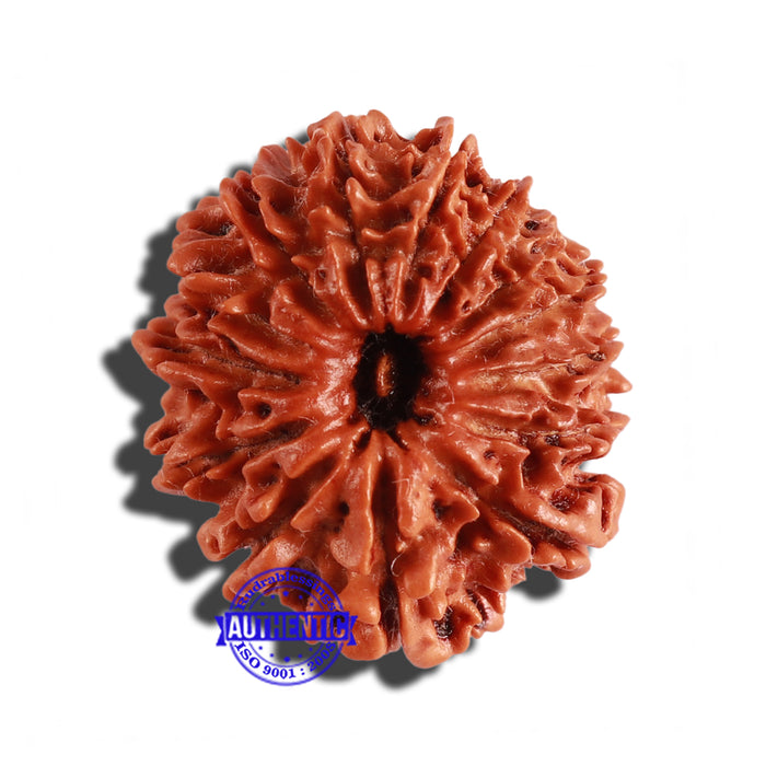 14 Mukhi Nepalese Rudraksha - Bead No. 259