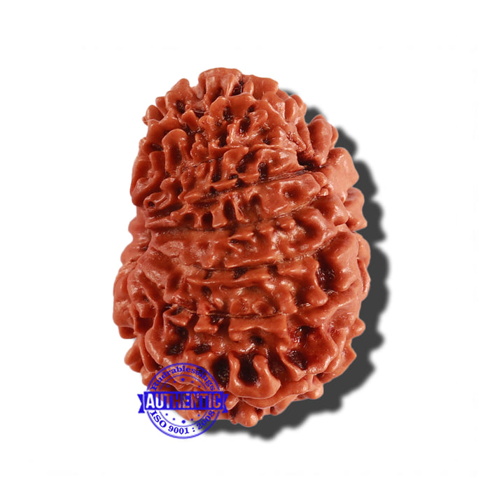 14 Mukhi Nepalese Rudraksha - Bead No. 259