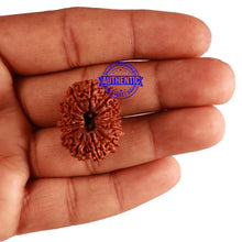 Load image into Gallery viewer, 14 Mukhi Nepalese Rudraksha - Bead No. 260
