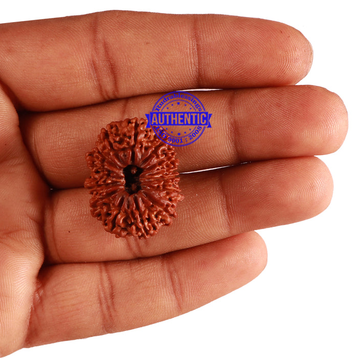 14 Mukhi Nepalese Rudraksha - Bead No. 260