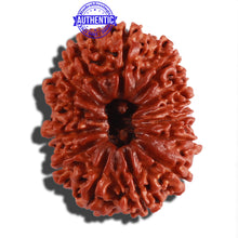 Load image into Gallery viewer, 14 Mukhi Nepalese Rudraksha - Bead No. 260

