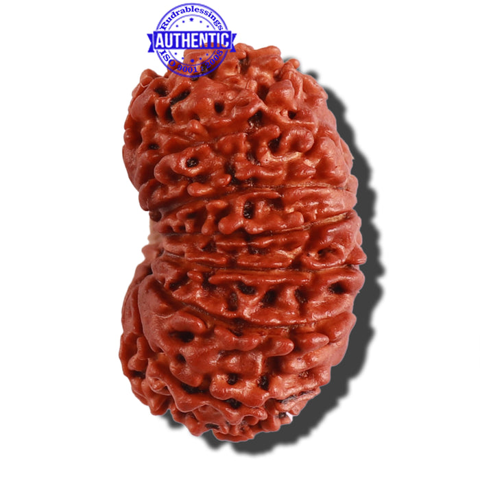 14 Mukhi Nepalese Rudraksha - Bead No. 260