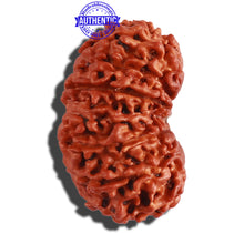 Load image into Gallery viewer, 14 Mukhi Nepalese Rudraksha - Bead No. 260
