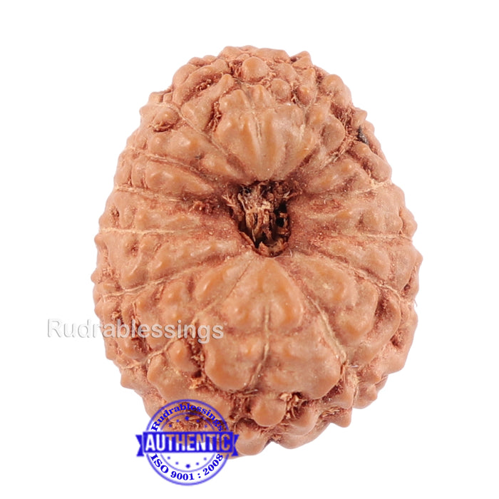 14 mukhi Indonesian Rudraksha -  Bead No. 123