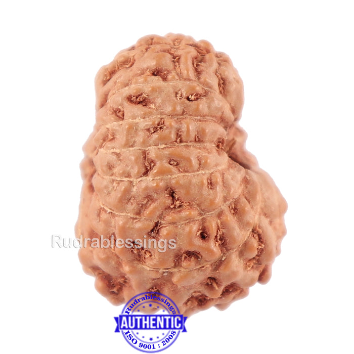 14 mukhi Indonesian Rudraksha -  Bead No. 123