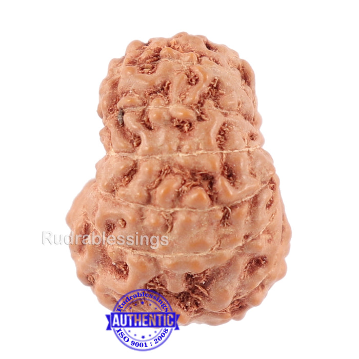 14 mukhi Indonesian Rudraksha -  Bead No. 123