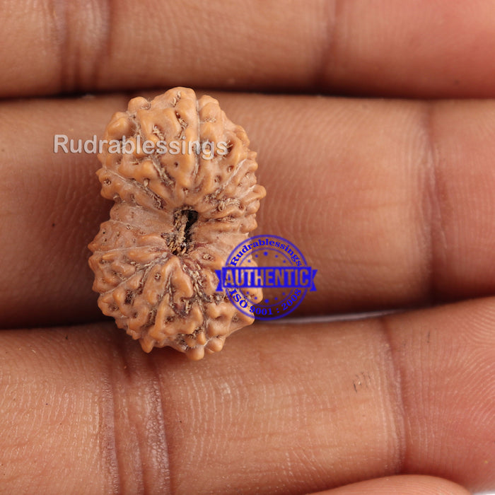 14 mukhi Indonesian Rudraksha -  Bead No. 124