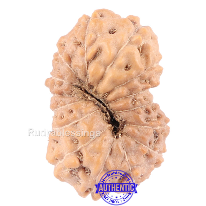 14 mukhi Indonesian Rudraksha -  Bead No. 124