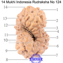Load image into Gallery viewer, 14 mukhi Indonesian Rudraksha -  Bead No. 124
