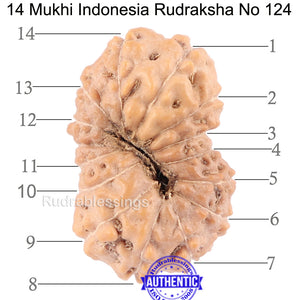 14 mukhi Indonesian Rudraksha -  Bead No. 124