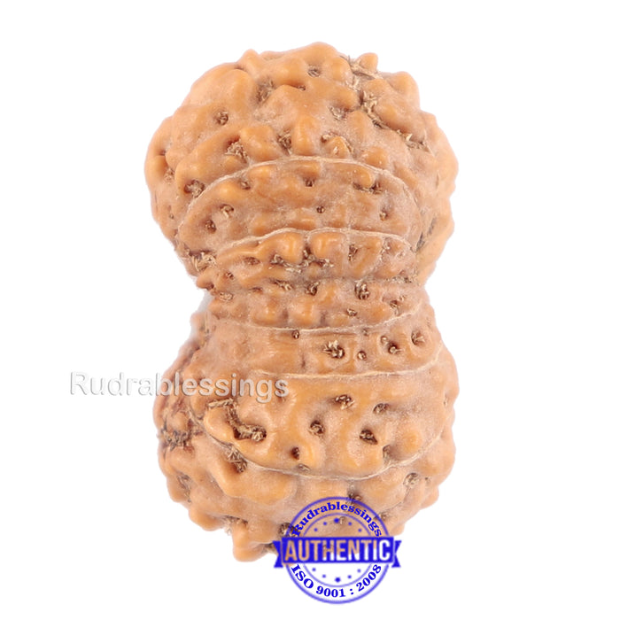 14 mukhi Indonesian Rudraksha -  Bead No. 124