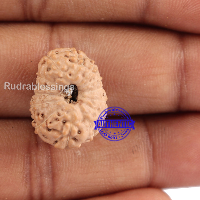 14 mukhi Indonesian Rudraksha -  Bead No. 125