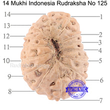 Load image into Gallery viewer, 14 mukhi Indonesian Rudraksha -  Bead No. 125
