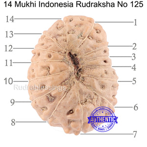 14 mukhi Indonesian Rudraksha -  Bead No. 125