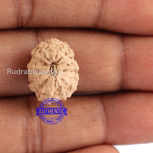 14 mukhi Indonesian Rudraksha -  Bead No. 127