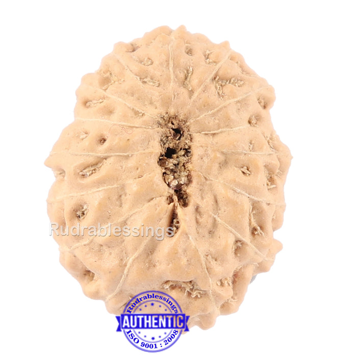 14 mukhi Indonesian Rudraksha -  Bead No. 127
