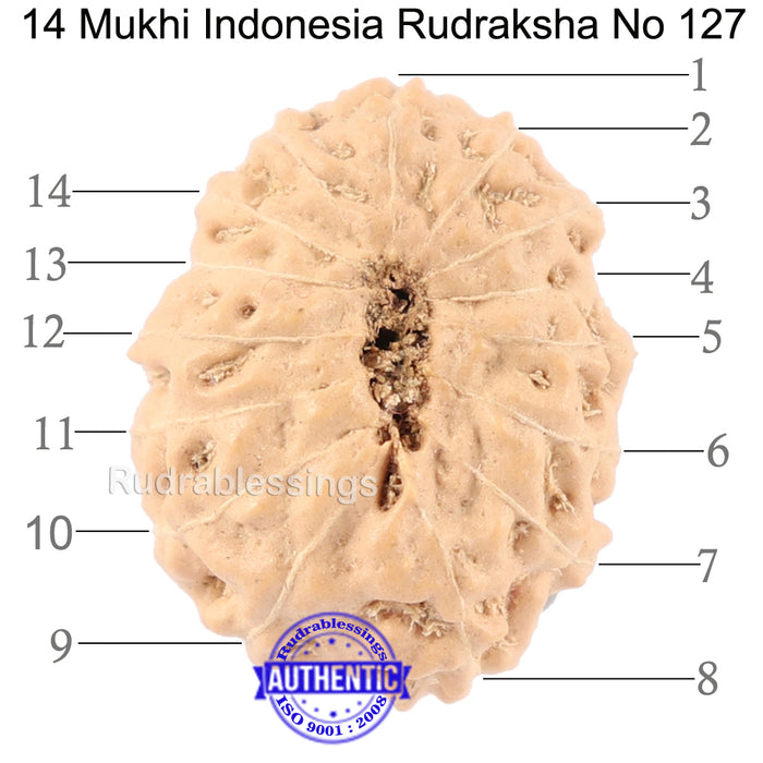 14 mukhi Indonesian Rudraksha -  Bead No. 127