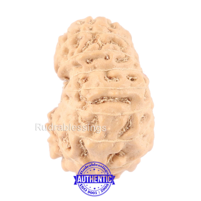 14 mukhi Indonesian Rudraksha -  Bead No. 127