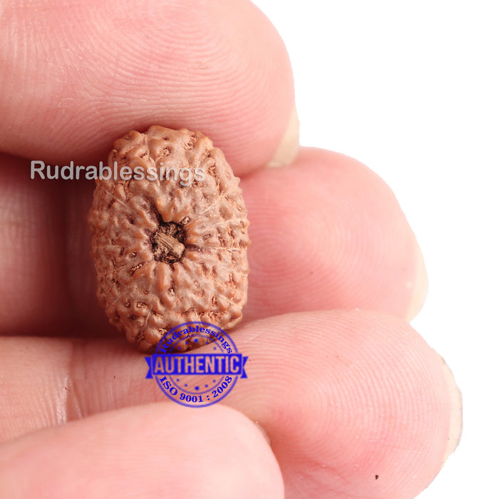 14 mukhi Indonesian Rudraksha -  Bead No. 134