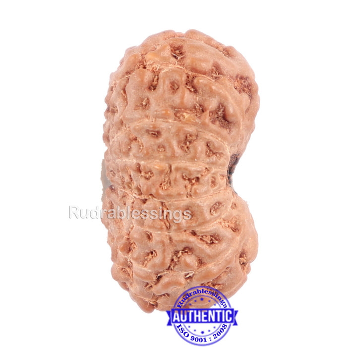 14 mukhi Indonesian Rudraksha -  Bead No. 134