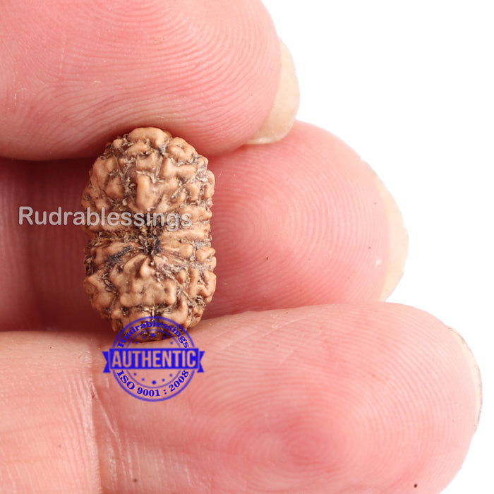 14 mukhi Indonesian Rudraksha -  Bead No. 135