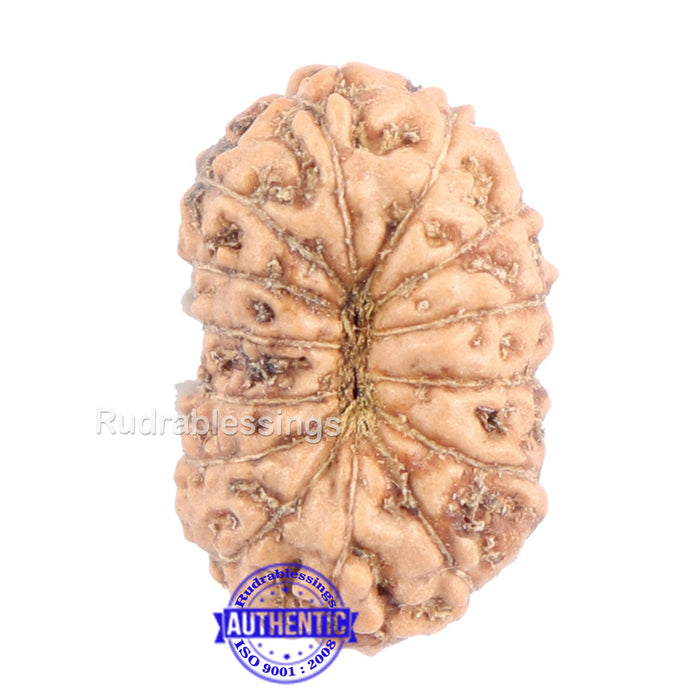 14 mukhi Indonesian Rudraksha -  Bead No. 135