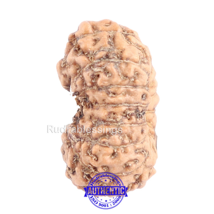 14 mukhi Indonesian Rudraksha -  Bead No. 135