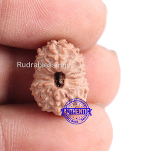 14 mukhi Indonesian Rudraksha -  Bead No. 138