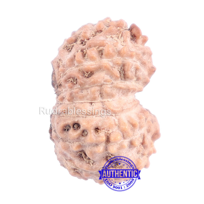 14 mukhi Indonesian Rudraksha -  Bead No. 138
