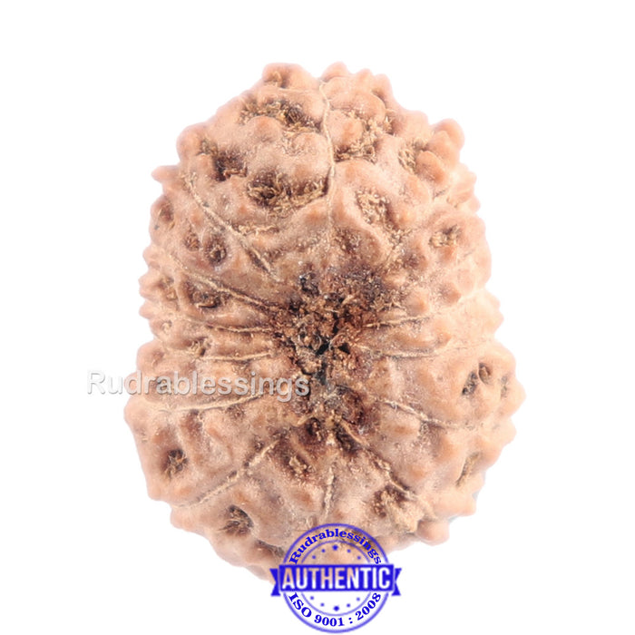 14 mukhi Indonesian Rudraksha -  Bead No. 138